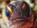   Jawfish  